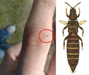 Le thrips