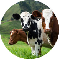 Graisse de boeuf dans les produits d'entretien Graisse de boeuf dans les produits d'entretien