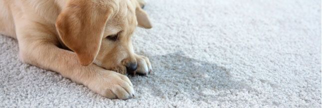 Supprimer tache d'urine avec la terre de Sommières