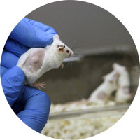 lutte contre la souffrance animale lutte contre la souffrance animale