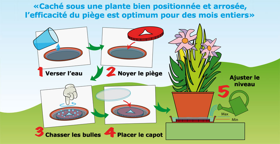 Mise en oeuvre du piège à larves de moustiques Guppy Trap