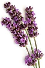 Lavandula x hybrida - Lavandin super