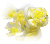 Verveine exotique - Litsea cubeba