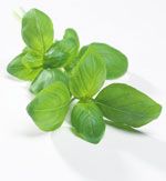 Feuilles de Basilic