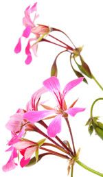 Géranium rosat