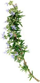 Romarin à camphre - Rosmarinus officinalis L. camphoriferum
