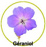 actif géraniol