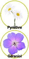Actifs clés - pyrèthre et géraniol
