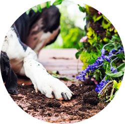 Répulsif naturel extérieur granulés contre chats et chien
