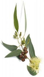 Eucalyptus globulus