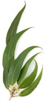 Eucalyptus radiata