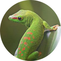Le gecko vert