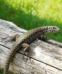 Le lézard des murailles