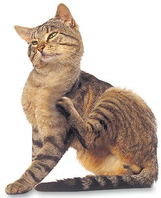 Utiliser un peigne anti-puce lorsque votre chat se gratte
