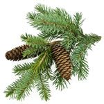 Pin sylvestre - Pinus sylvestris