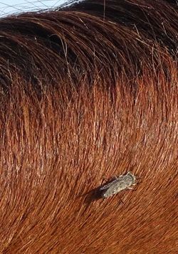 Taon sur crinière de cheval