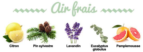 Composition de la synergie Air Frais