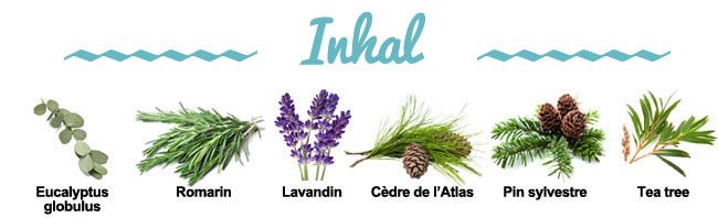 Composition de la synergie Inhal