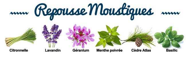 Composition de la synergie Repousse Moustiques Composition de la synergie Repousse Moustiques