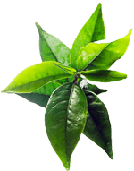 Feuille d'arbre à thé