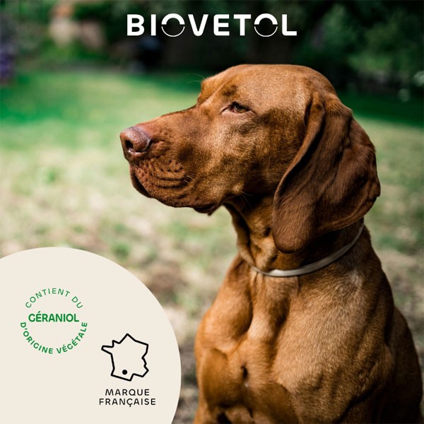 Collier insectifuge au géraniol pour grand chien - Biovétol