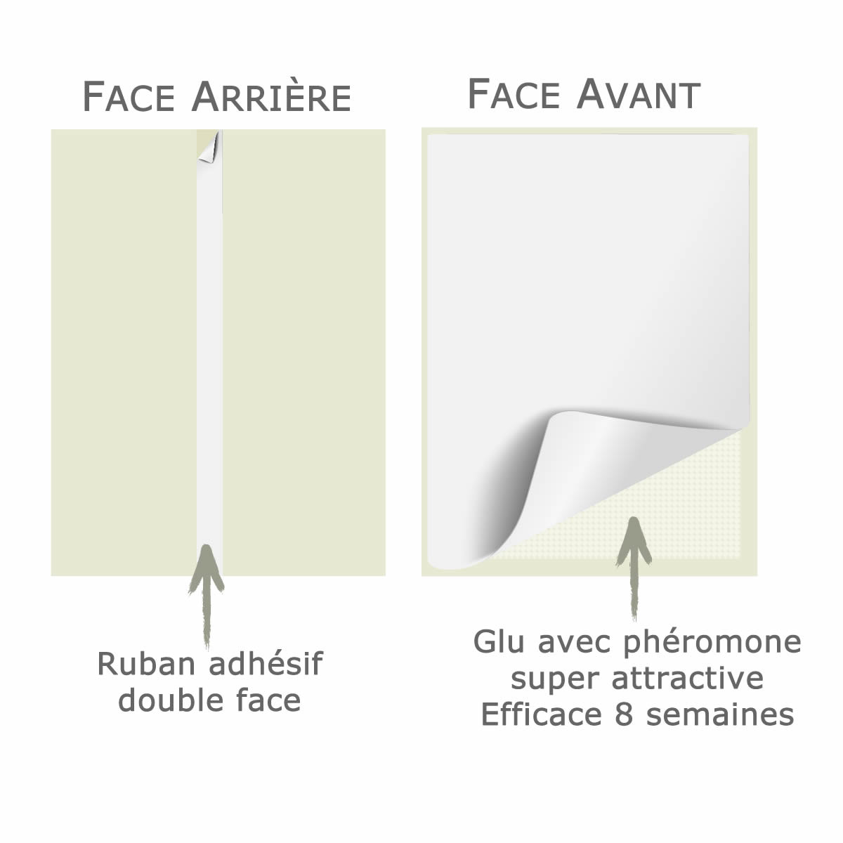schéma de la mite alimentaire face avant et arrière