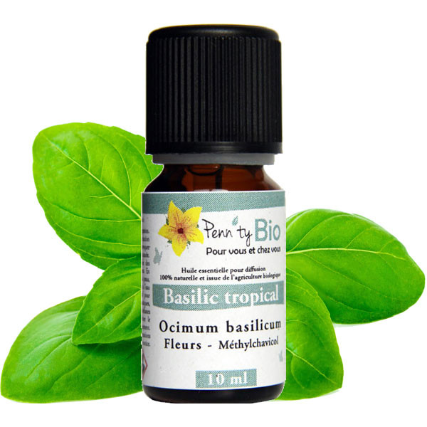 Basilic Bio - Plante fleurie – Huile essentielle Penntybio - 10 ml