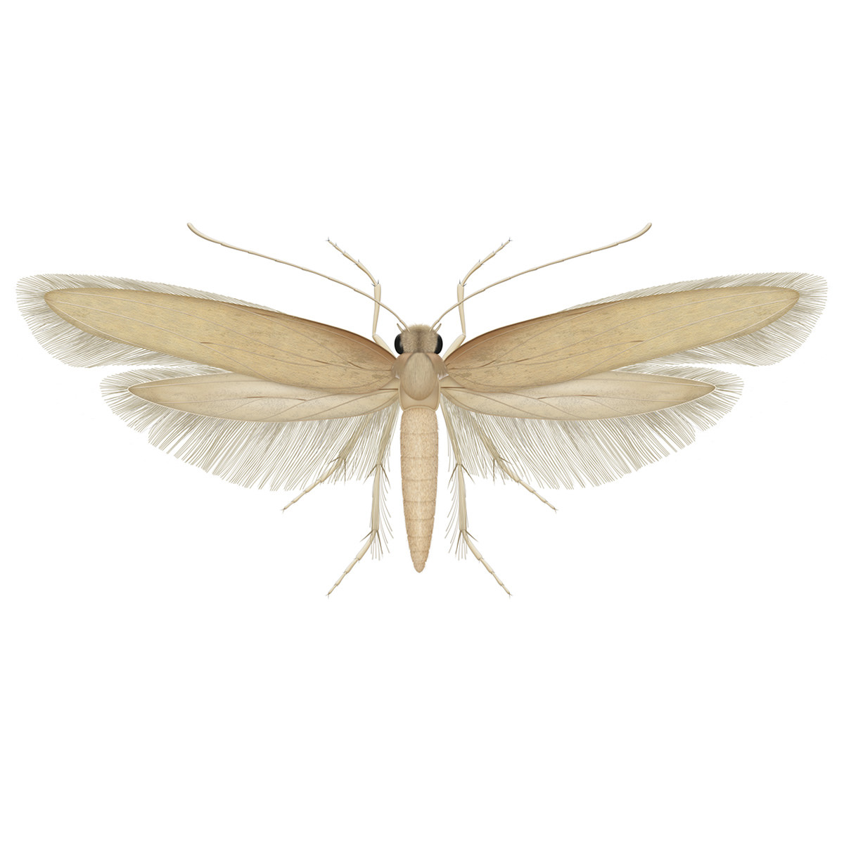 Papillon de la mite du vêtement