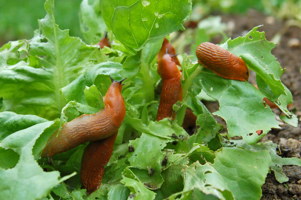 SOLU'LIMACES
