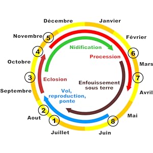 Cycle de la chenille processionnaire du pin
