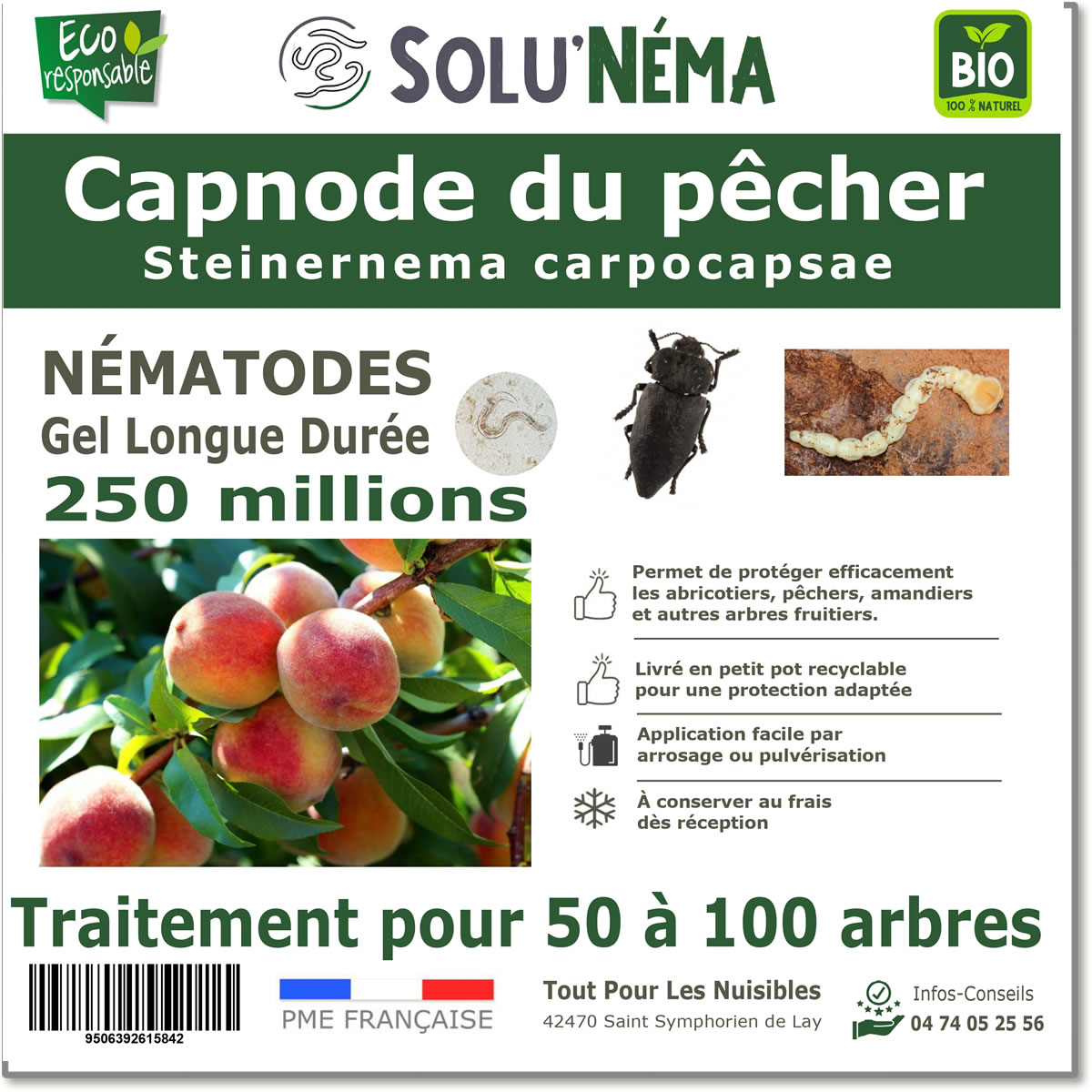Capnode du pêcher 250 millions
