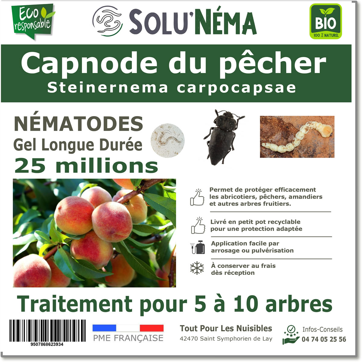Capnode du pêcher 25 millions