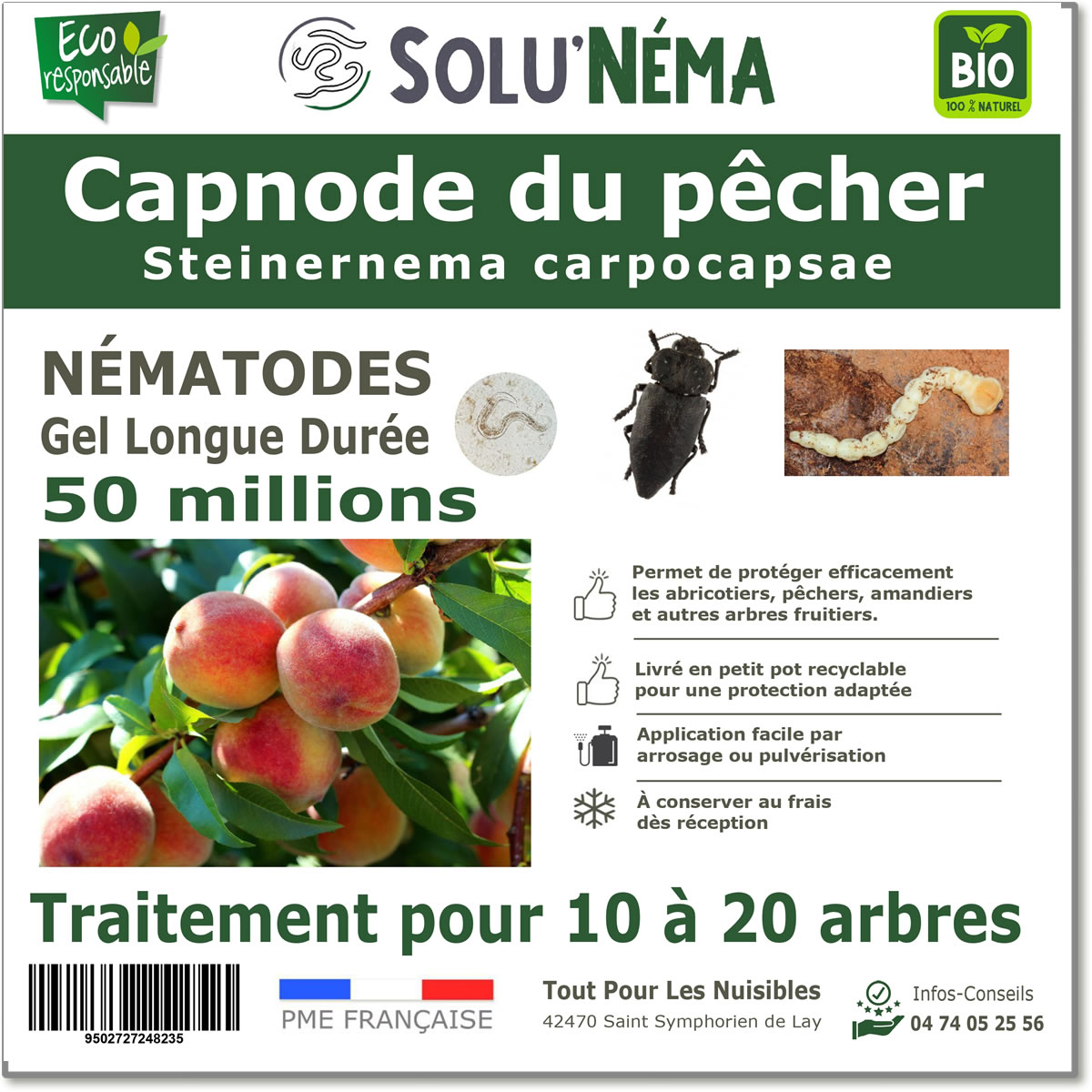 Capnode du pêcher 50 millions
