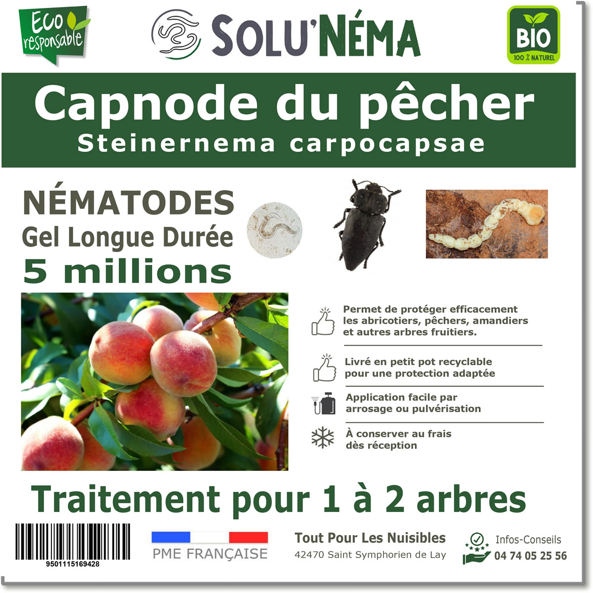 Capnode du pêcher 5 millions