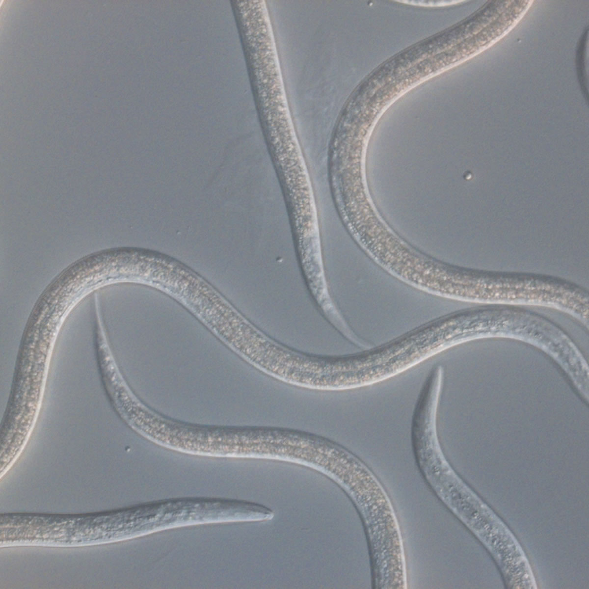 Nématodes au microscope