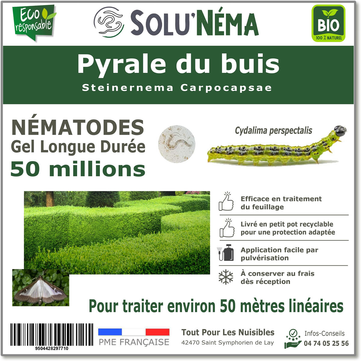 50 millions de nématodes pour traiter les chenilles de la pyrale du buis