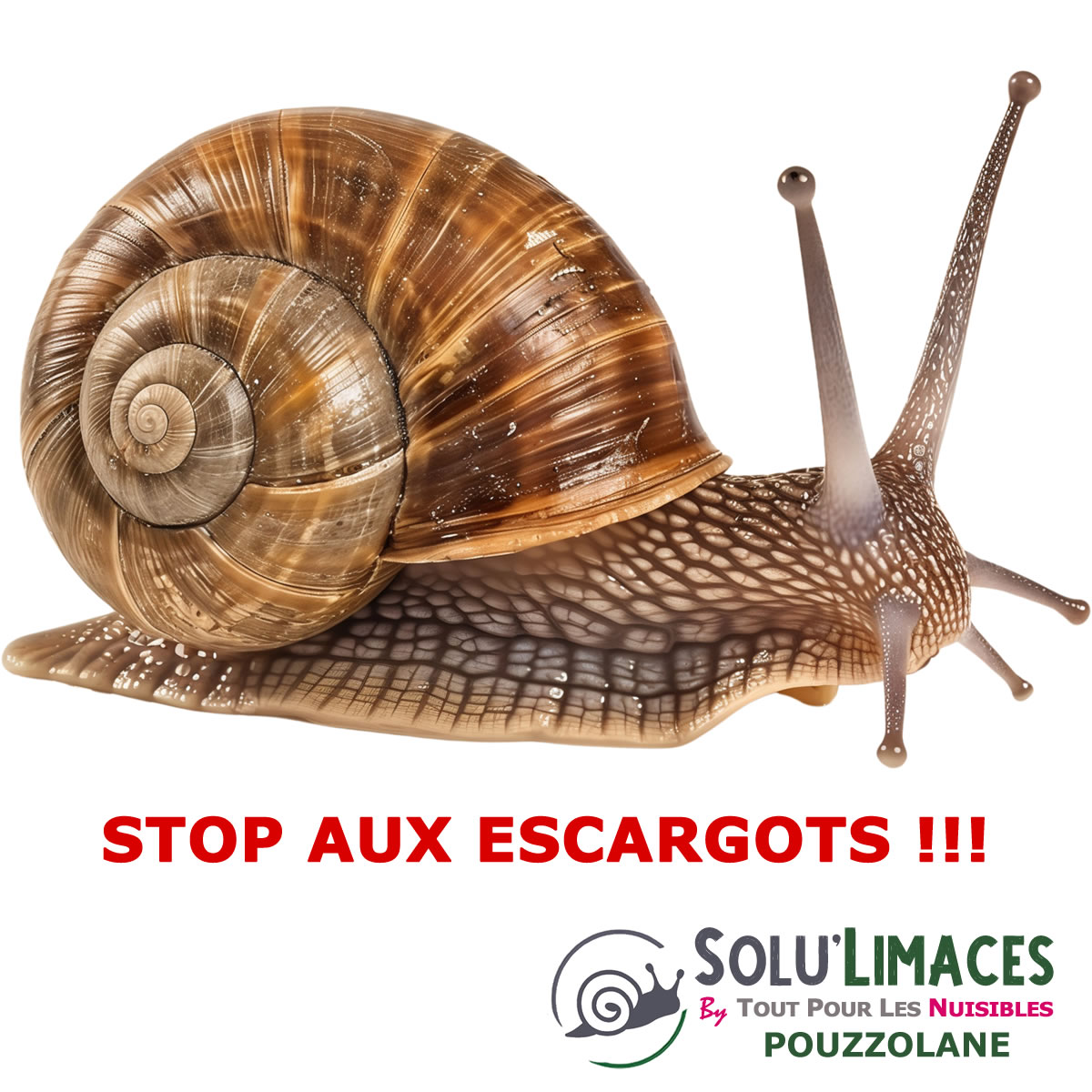 Escargot Pouzzolane barrière Anti Limaces, Escargots et autres gasteropodes, SOLU'LIMACES