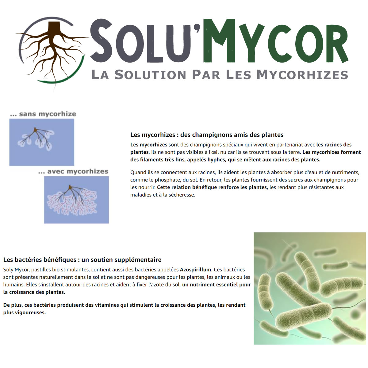 avantage de la mycorhization