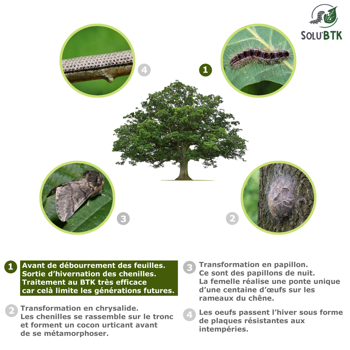 Cycle biologique de la chenille processionnaire du chêne