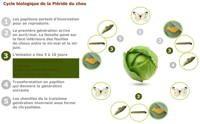 Cycle biologique SOLU'BTK piéride du chou