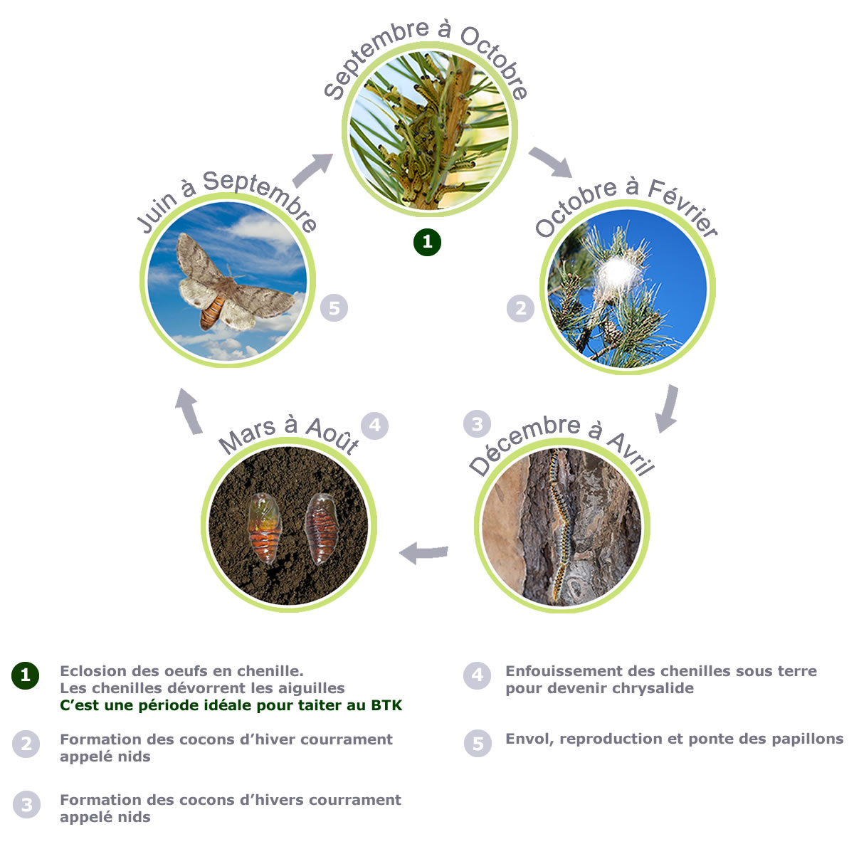 Cycle biologique de la chenille processionnaire du pin