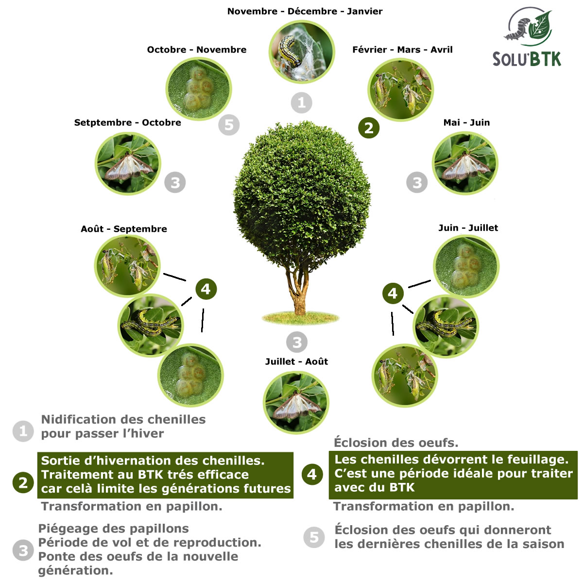 Cycle biologique pyrale du buis