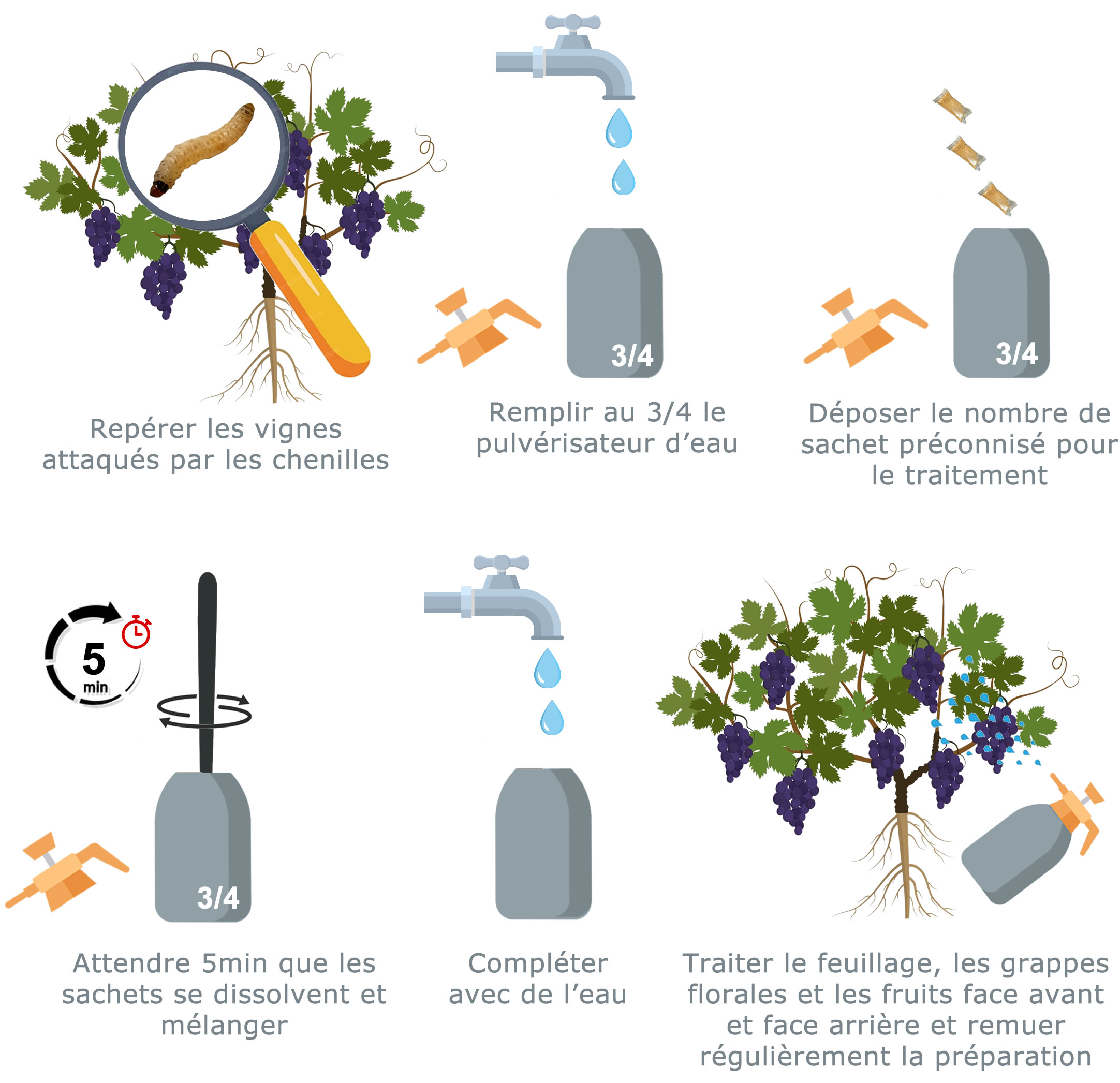 Schéma traitement tordeuses de la vigne