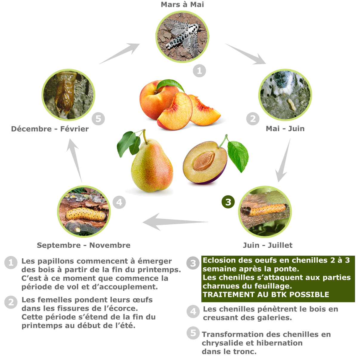Cycle biologique zeuzère des fruitiers