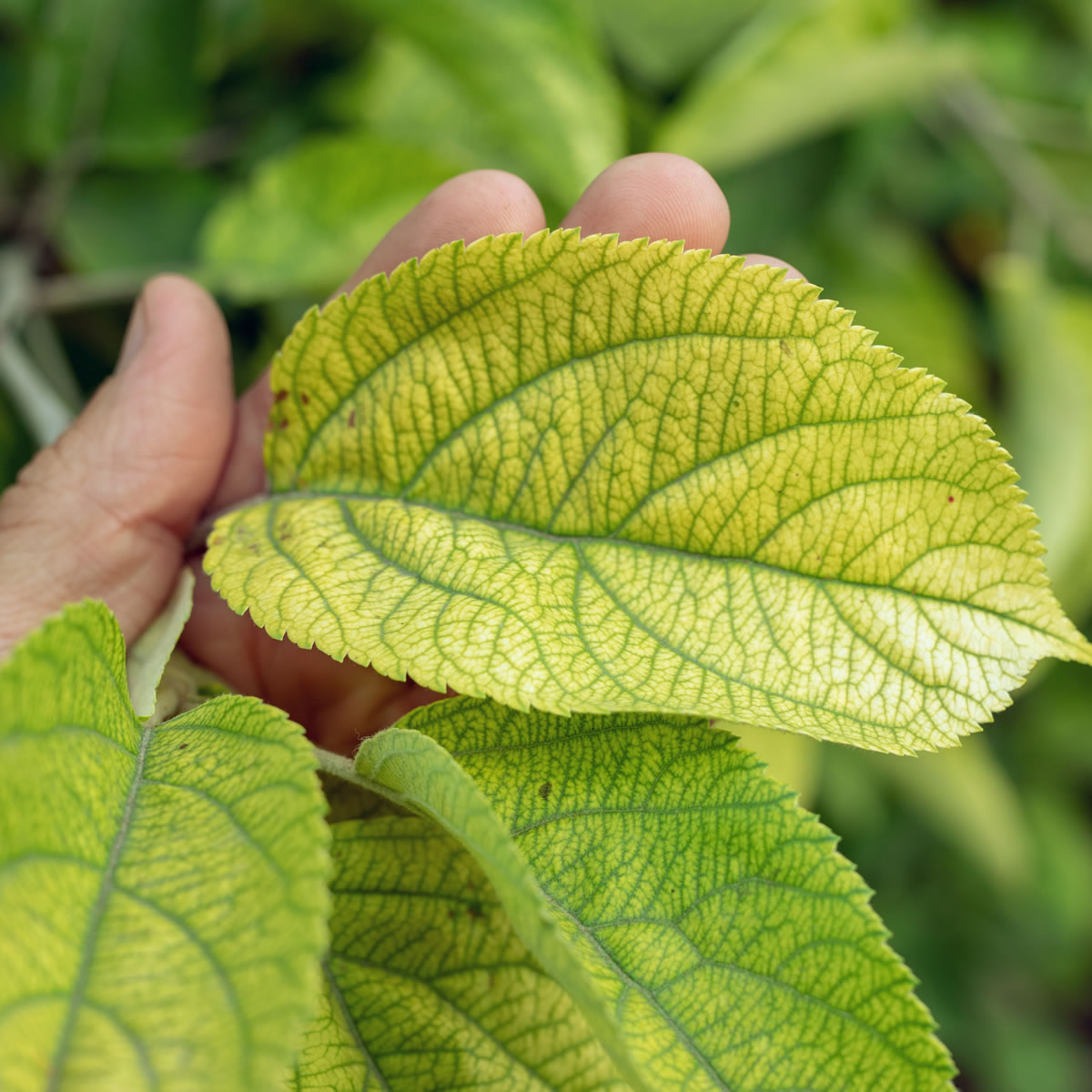 Photo feuilles Fer EDTA 13% SOLU'CONTROL