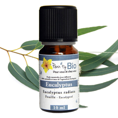 Eucalyptus radiata Bio - Feuilles - Huile essentielle Penntybio 10 ml