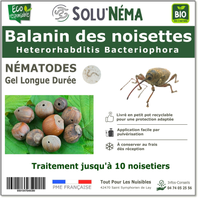 Le balanin des noisettes