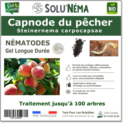 Capnode du pêcher